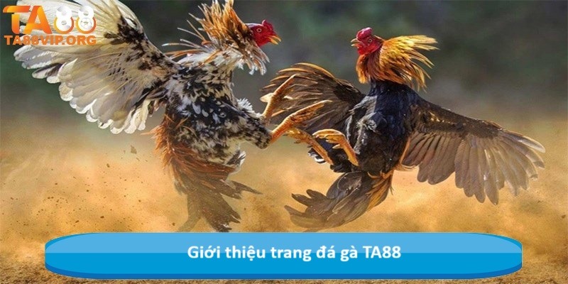 Giới thiệu trang đá gà TA88