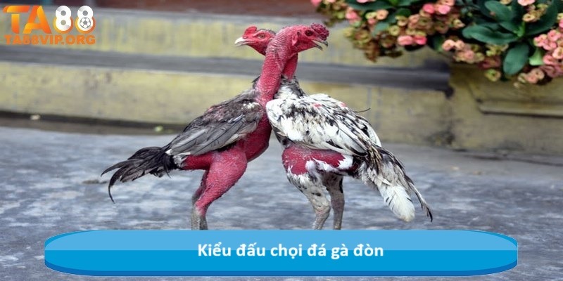 Kiểu đấu chọi đá gà đòn