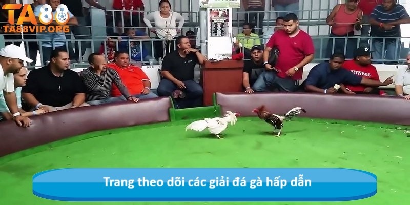 Trang theo dõi các giải đá gà hấp dẫn