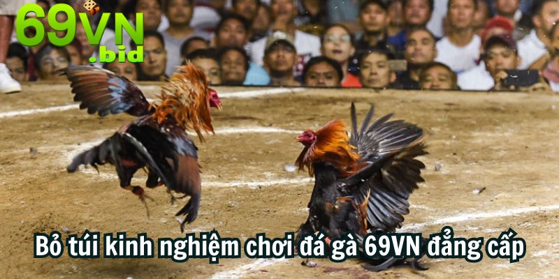 Bỏ túi kinh nghiệm chơi đá gà 69VN đăng cấp