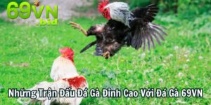 Đá Gà 69VN - Nơi Đem Đến Những Trận Đấu Đá Gà Đỉnh Cao