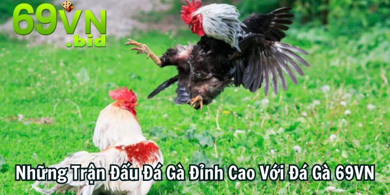 Đá Gà 69VN - Nơi Đem Đến Những Trận Đấu Đá Gà Đỉnh Cao